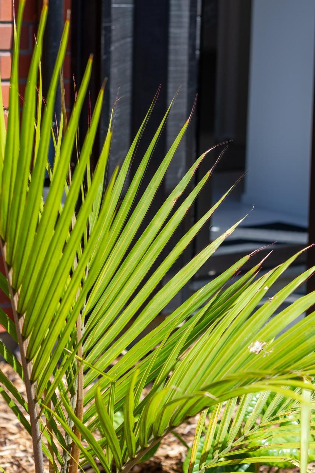 Conveniently Located 2Br Townhouse In West Akl Apartamento Auckland Exterior foto
